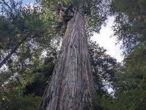 Redwoods 2024